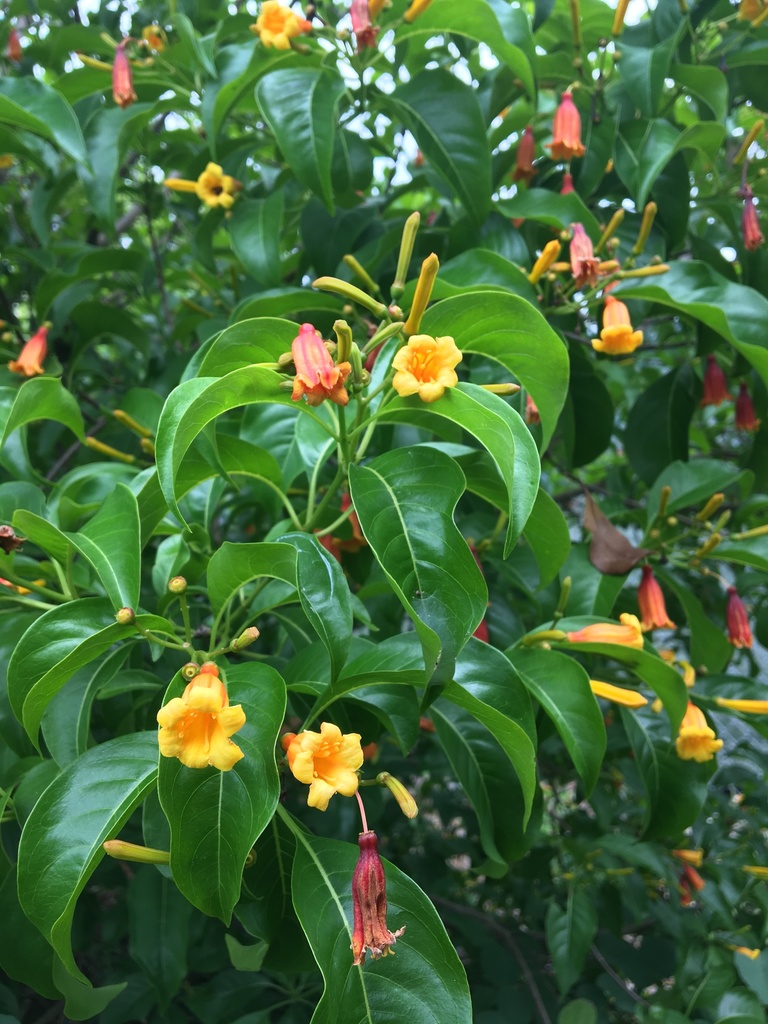 Antillean Firebush