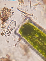 Pleurotaenium coronatum