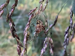 Metepeira labyrinthea