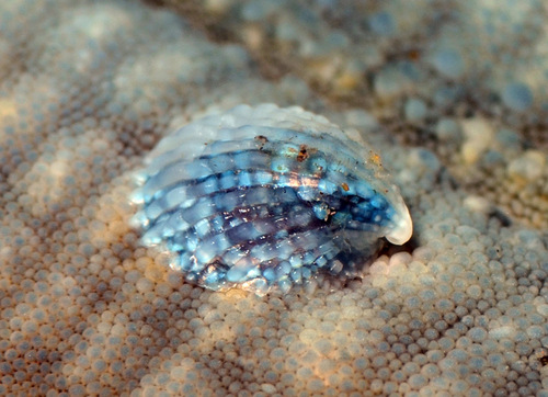Thyca crystallina — seen at this dive site
