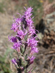 Liatris