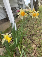 Narcissus