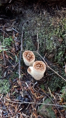 Turbinellus kauffmanii