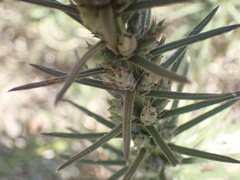 Liatris
