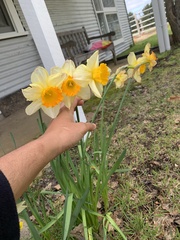 Narcissus