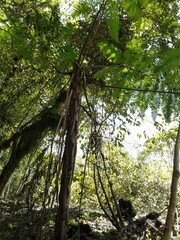 Cyathea