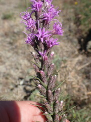 Liatris