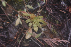 Montia parvifolia