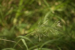 Eragrostis tenuifolia