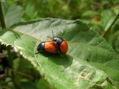 Labidomera suturella