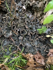Peltigera elisabethae