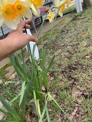 Narcissus