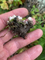 Peltigera elisabethae