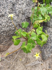 Oxalis megalorrhiza