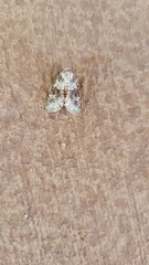 Lacinipolia implicata