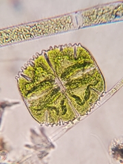 Micrasterias truncata