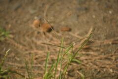 Chloris divaricata cynodontoides