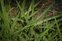 Urochloa glumaris
