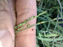 Urochloa glumaris