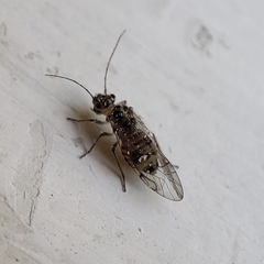 Teliapsocus