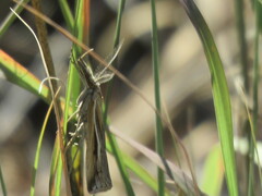 Thaumatopsis pectinifer