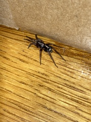 Herpyllus ecclesiasticus