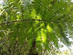 Cyathea