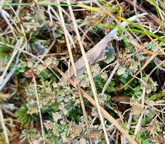 Cladonia gracilis