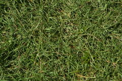 Bothriochloa pertusa