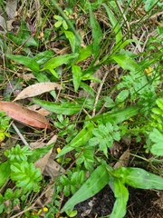 Persicaria decipiens