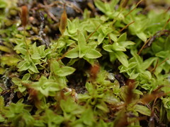 Tortella