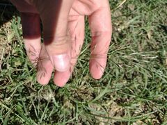 Eragrostis tenuifolia