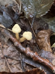 Cudonia lutea