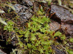 Tortella