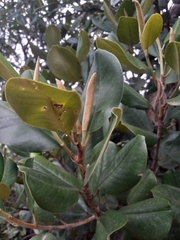 Magnolia pallescens