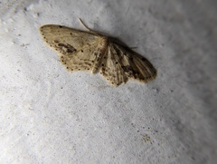 Idaea dimidiata