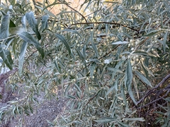 Elaeagnus angustifolia
