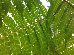 Cyathea