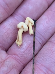 Cudonia lutea
