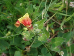 Oenothera epilobiifolia