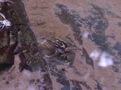 Ranoidea pearsoniana