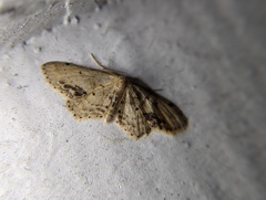 Idaea dimidiata