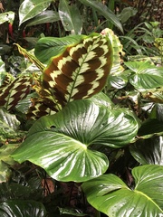 Dieffenbachia seguine
