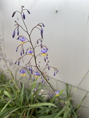 Dianella caerulea