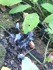 Stemonitis