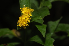 Solidago ulmifolia