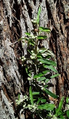 Olearia phlogopappa
