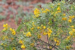 Senna artemisioides
