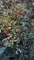 Cotoneaster pannosus