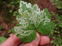 Phytomyza tiarellae